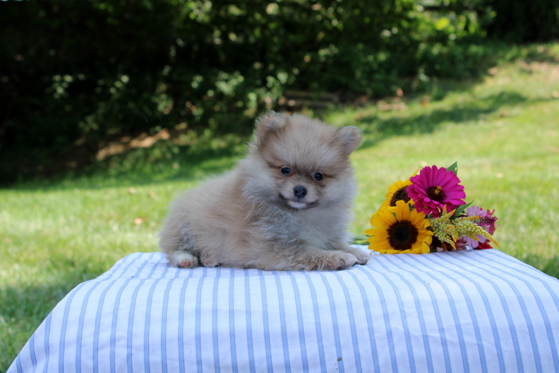 puppy, for, sale, Pomeranian, Matthew B. Stoltzfus, dog, breeder, Gap, PA, dog-breeder, puppy-for-sale, forsale, nearby, find, puppyfind, locator, puppylocator, aca